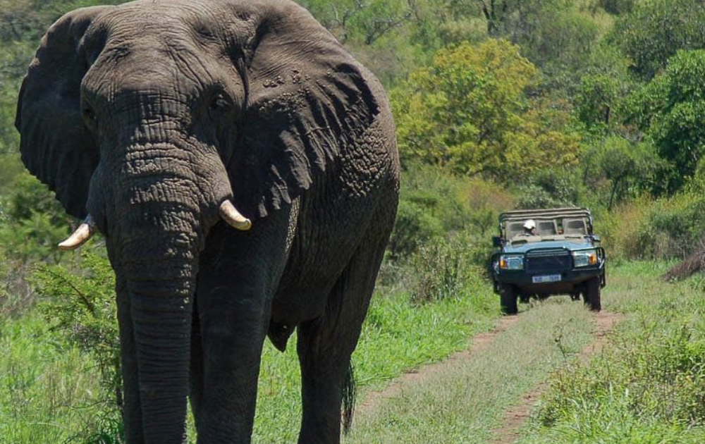elephant-on-a-game-drive