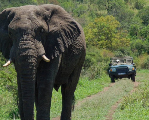 elephant-on-a-game-drive