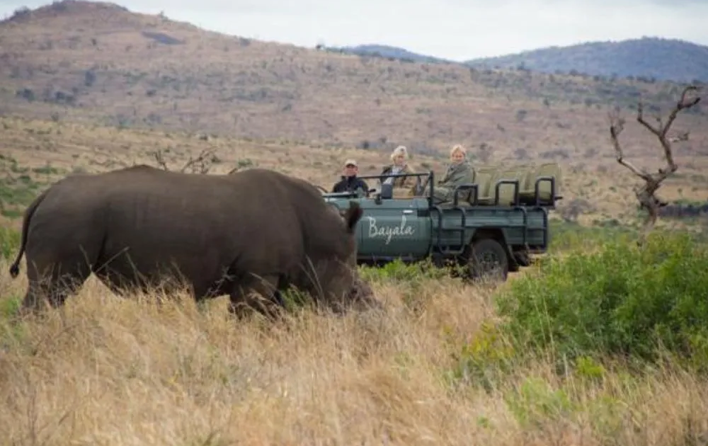 game-drive-rhino