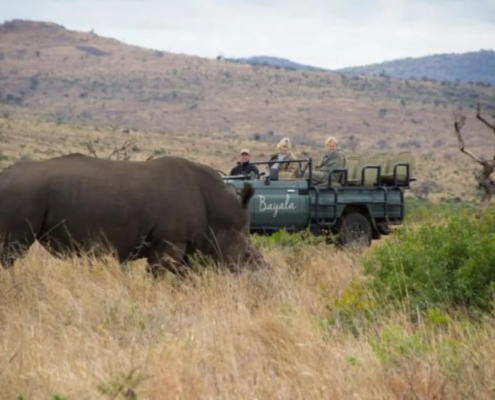game-drive-rhino