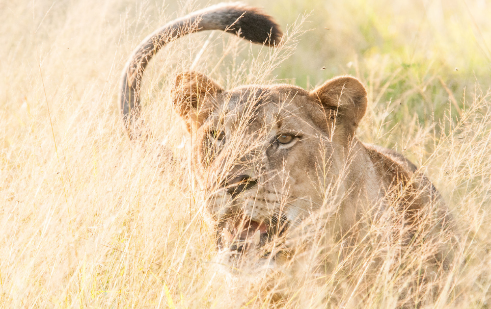 lioness