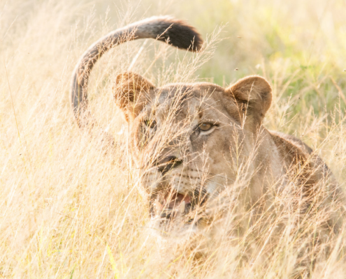 lioness